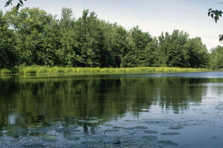 Portobello_Creek_Floodplain